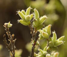 Imagem de Trichodiadema aureum L. Bol.