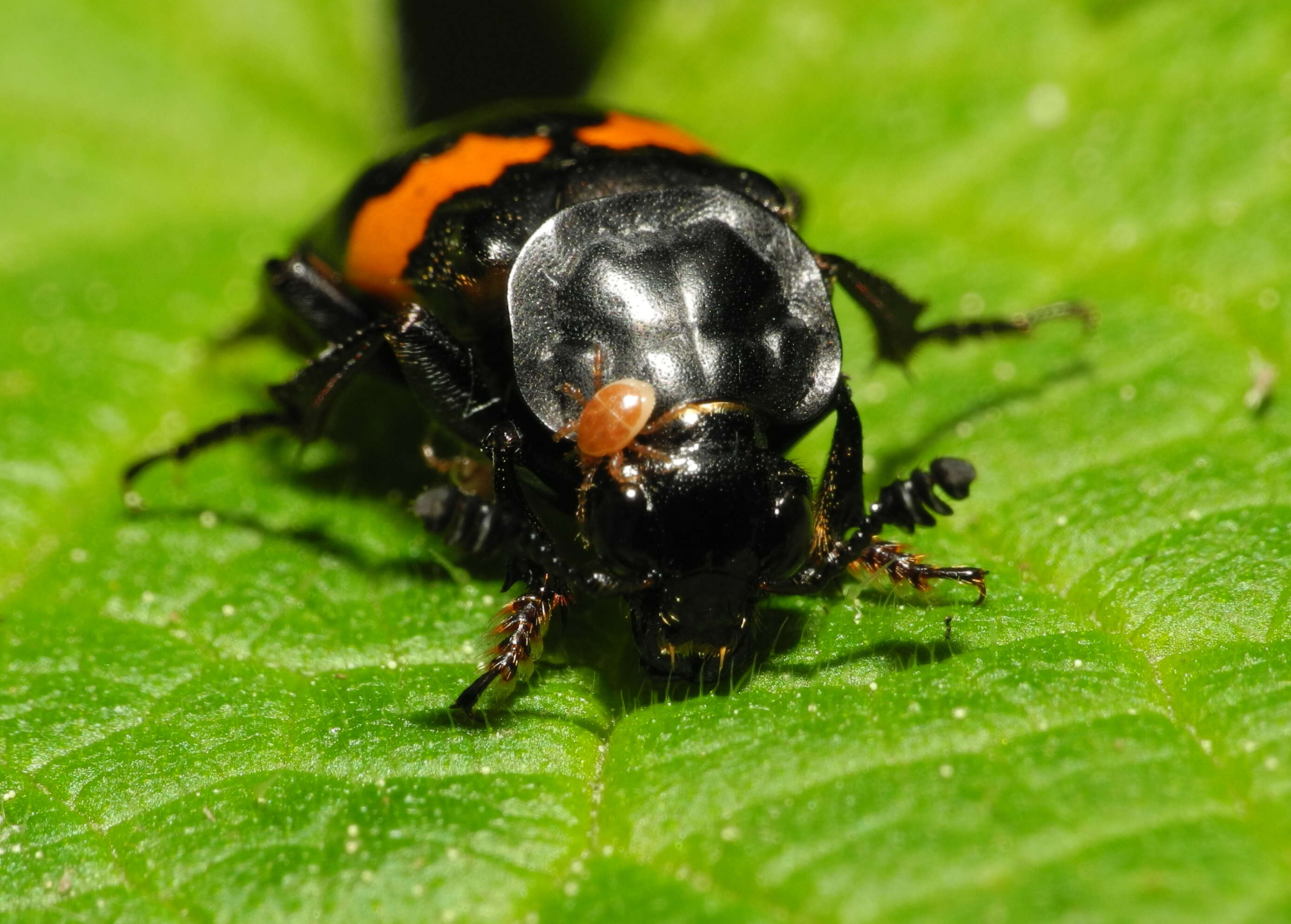 Image of Boreal Carrion Beetle