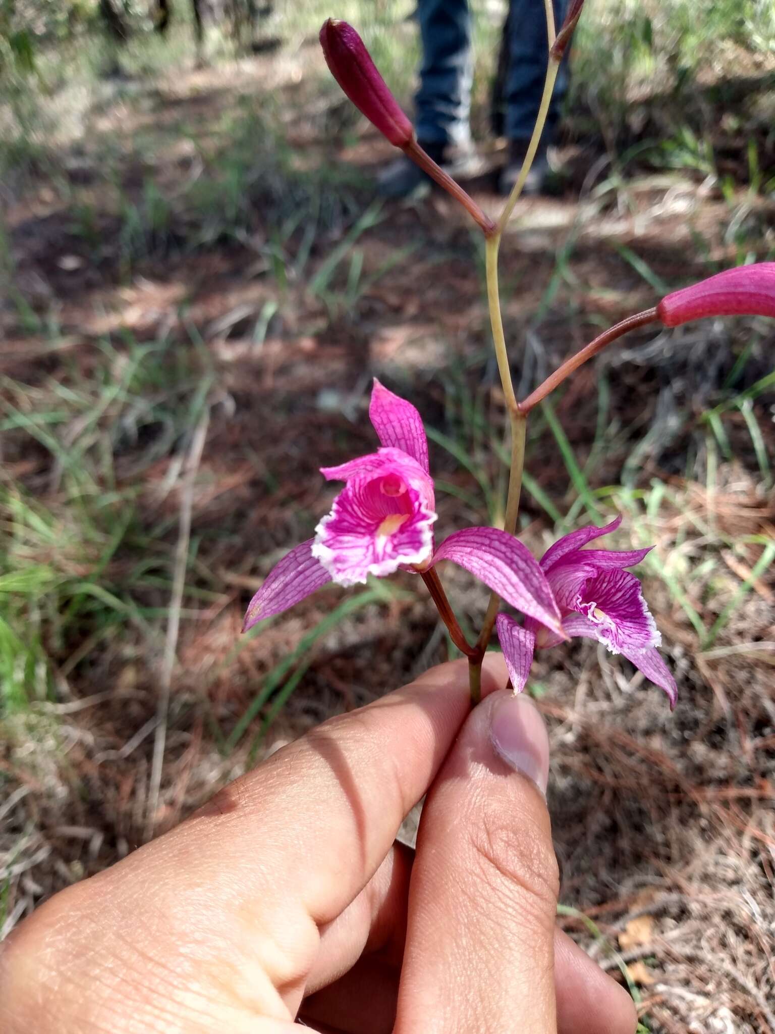 Bletia greenwoodiana Sosa resmi