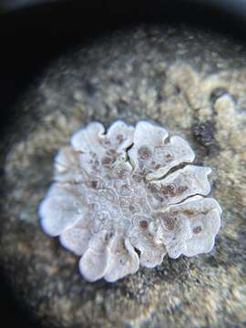 صورة Glypholecia scabra (Pers.) Müll. Arg.