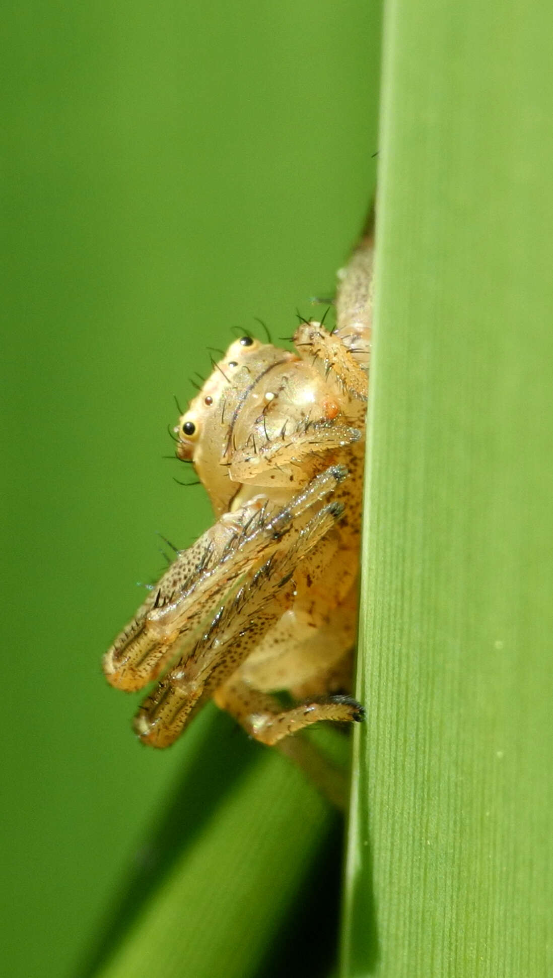 Image of Xysticus ulmi (Hahn 1831)