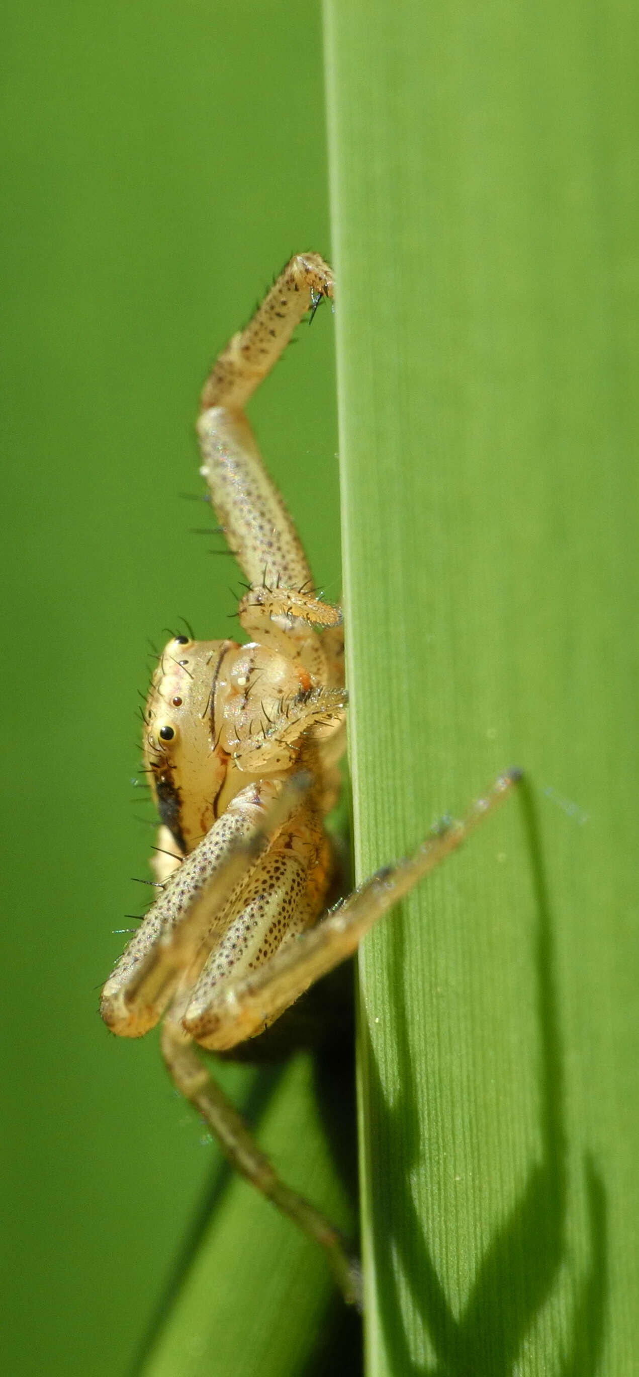 Image de Xysticus ulmi (Hahn 1831)