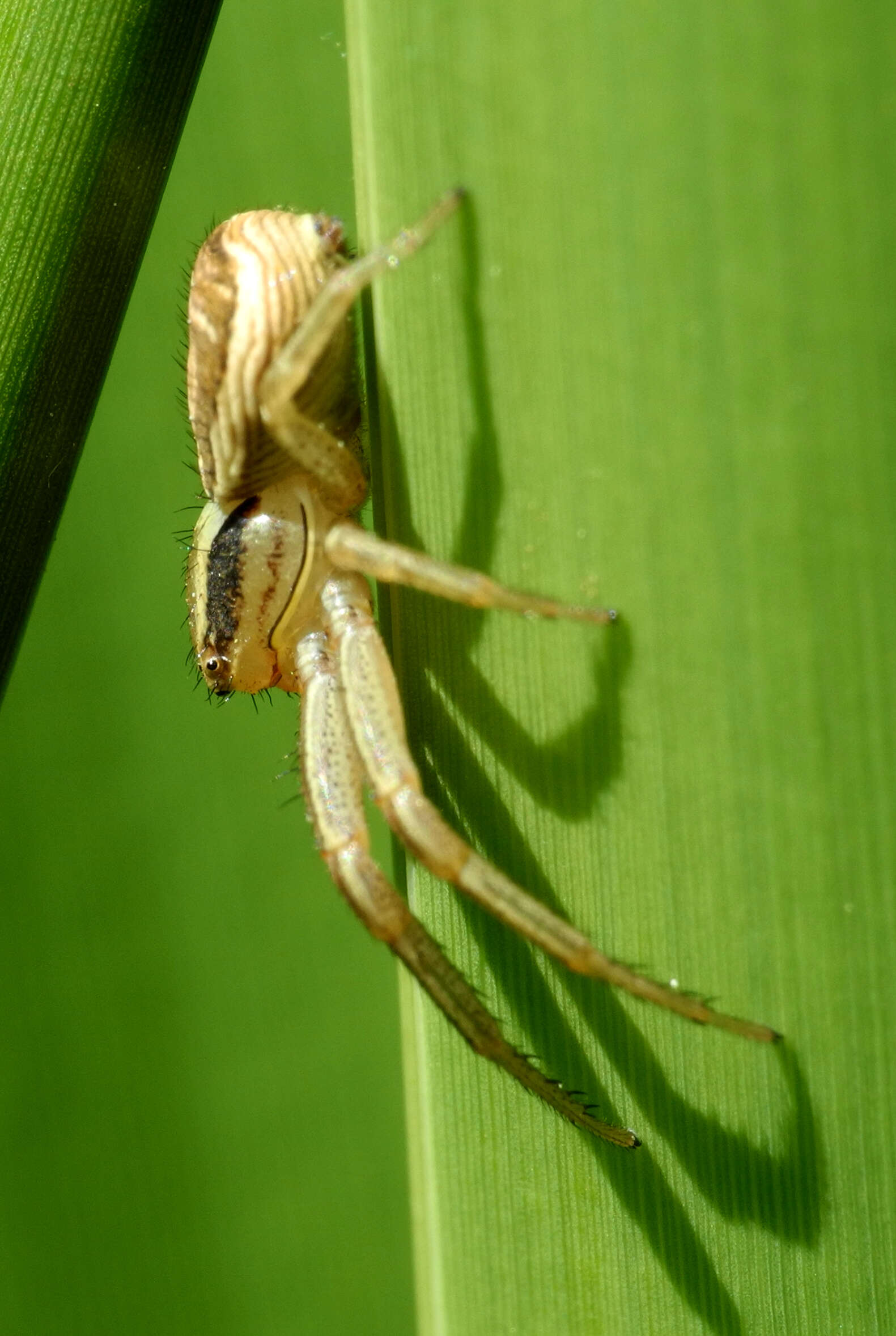 Image of Xysticus ulmi (Hahn 1831)