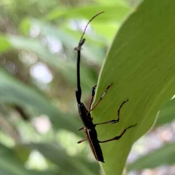 صورة Ithystenus hollandiae (Boisduval 1835)