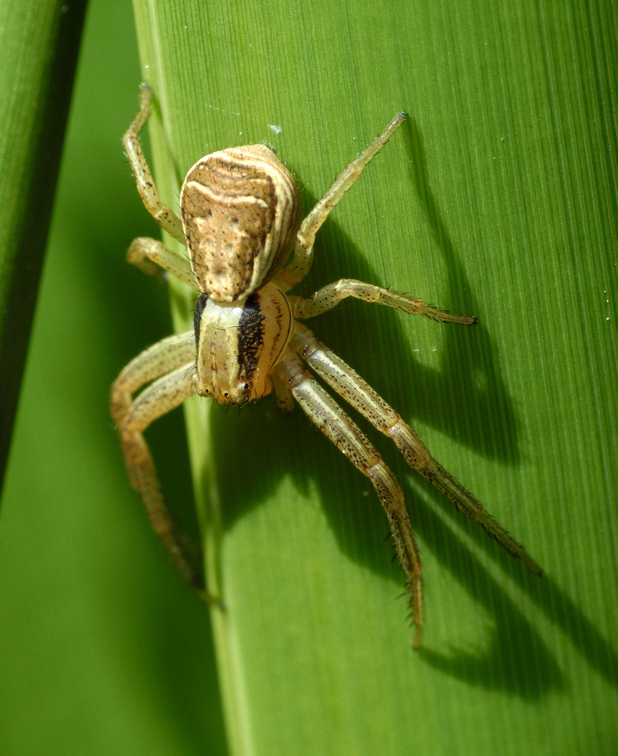 Image of Xysticus ulmi (Hahn 1831)