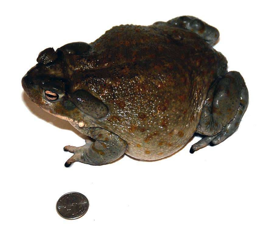 Image of Colorado River Toad Sonoran Desert Toad