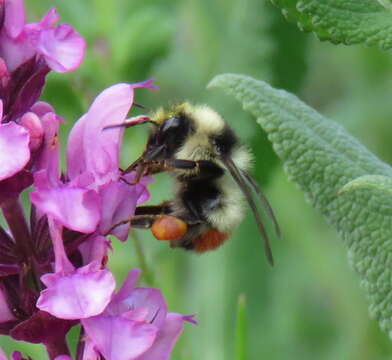 Sivun Bombus centralis Cresson 1864 kuva