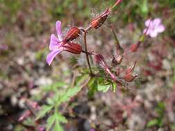 Imagem de Geranium robertianum L.