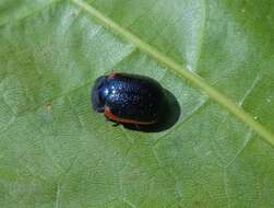 Image of Chrysolina sanguinolenta