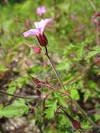 Imagem de Geranium robertianum L.