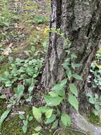 Image of Atlantic goldenrod