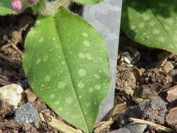 Image of Lungwort