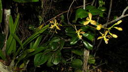 Sivun Encyclia oncidioides (Lindl.) Schltr. kuva