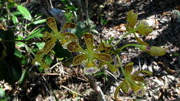 Sivun Encyclia oncidioides (Lindl.) Schltr. kuva