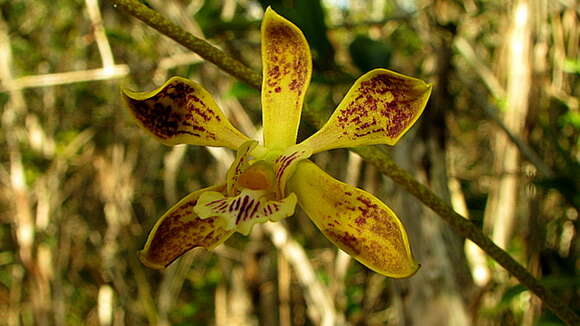 Sivun Encyclia oncidioides (Lindl.) Schltr. kuva