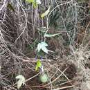 Image of Passiflora pinnatistipula Cav.