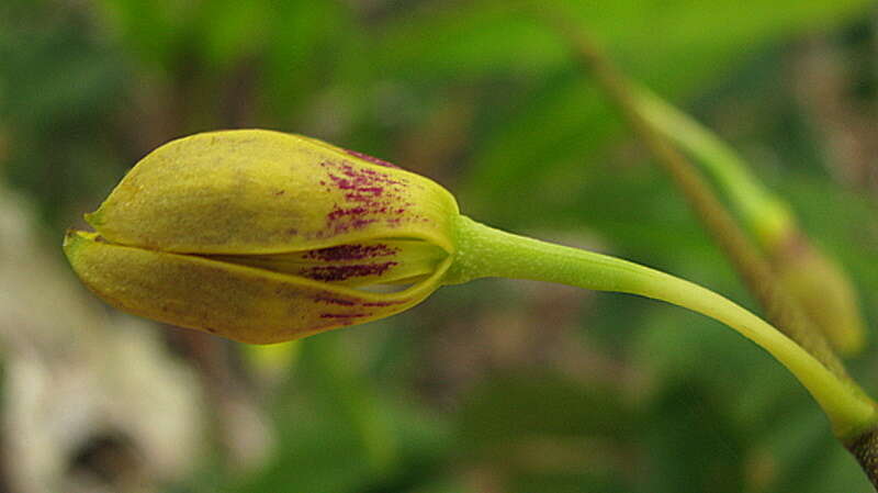 Sivun Encyclia oncidioides (Lindl.) Schltr. kuva