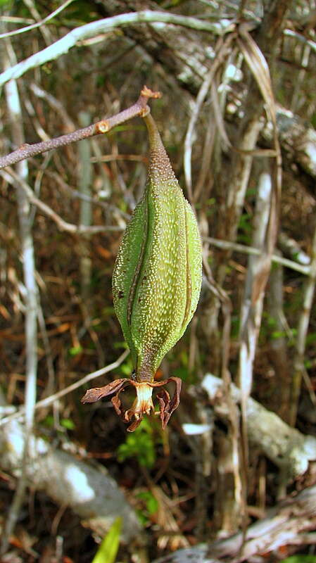 Sivun Encyclia oncidioides (Lindl.) Schltr. kuva