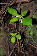 Image of Opposite-Leaf Cyrtandra