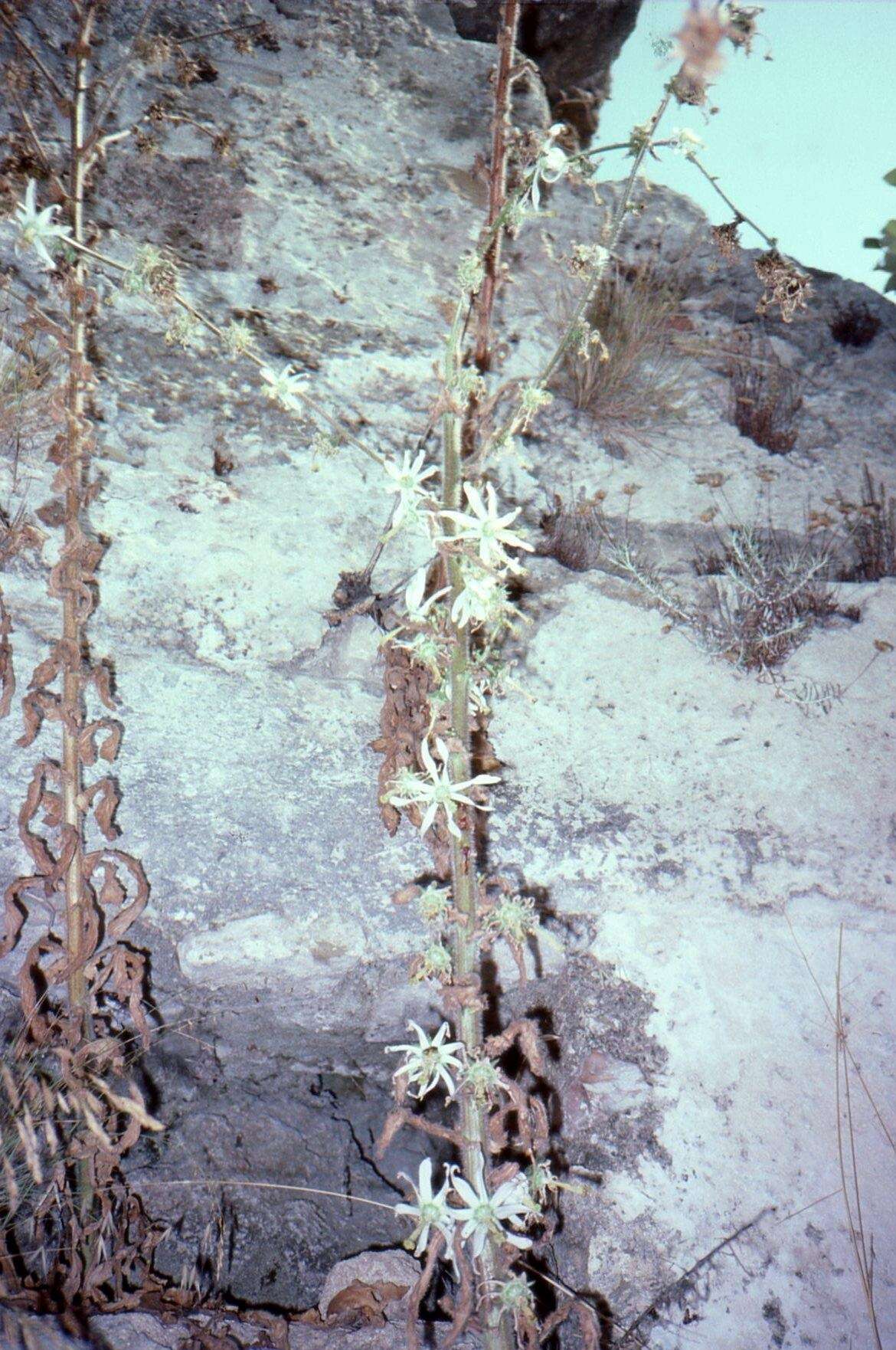 Image of Rough-leaved Michauxia