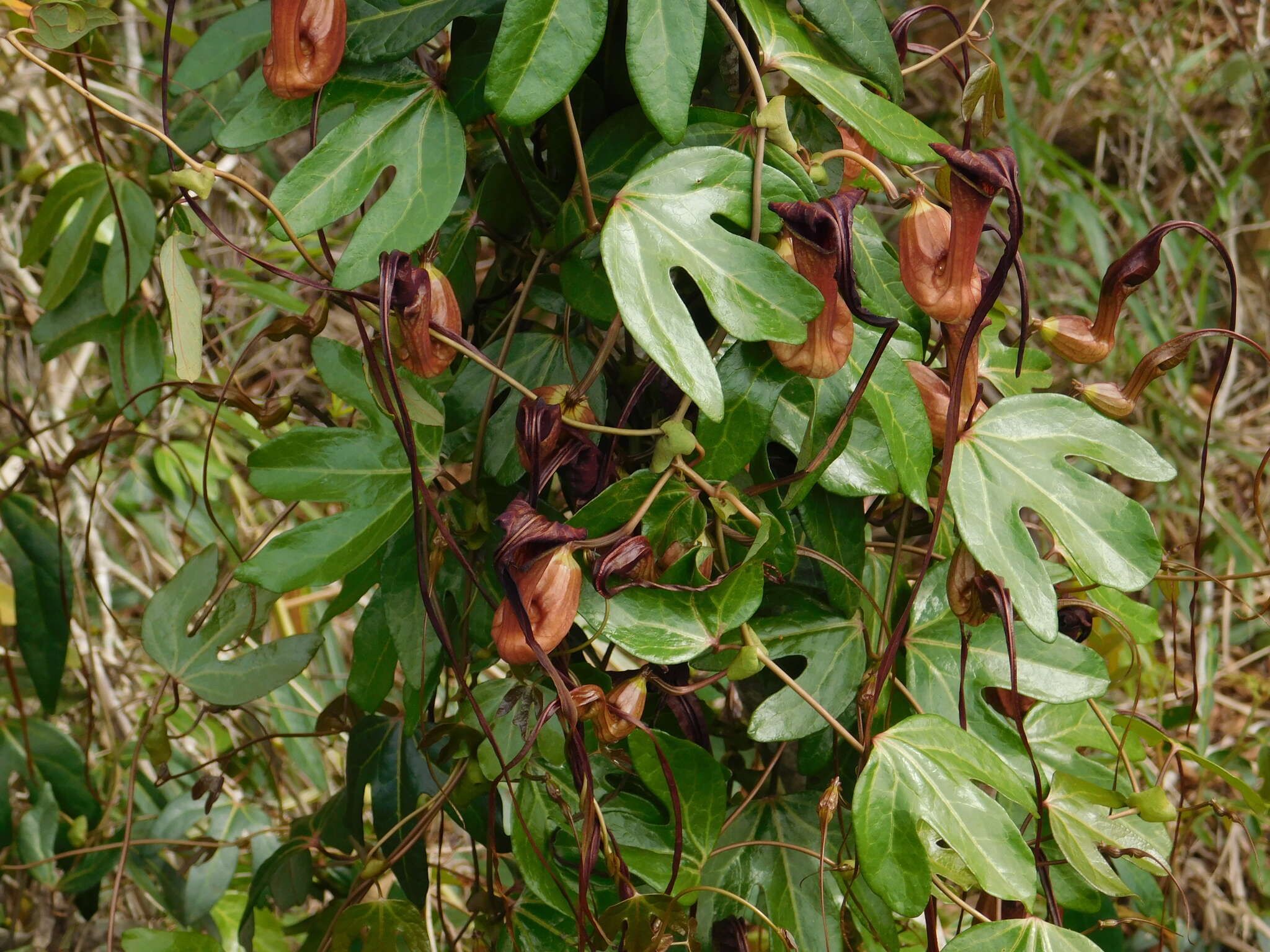 Image of Aristolochia macroura Gomez