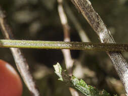 Imagem de Parapolystichum acuminatum (Houlston) Labiak, Sundue & R. C. Moran