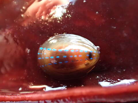 Image of blue-rayed limpet
