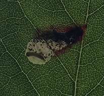 Image of Tupelo Leafminer