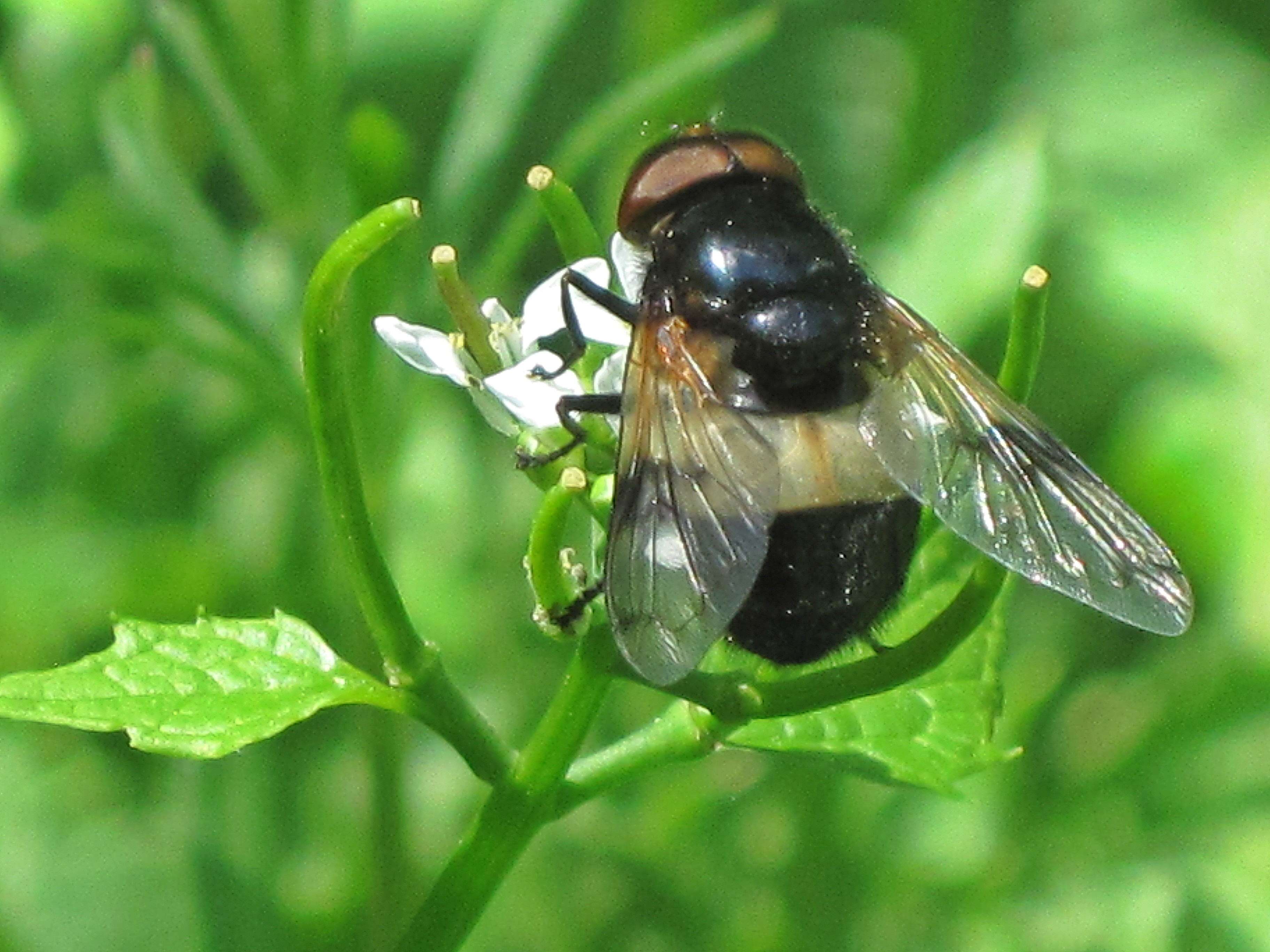 Image of gread pied hoverfly