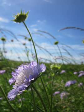 Слика од Knautia arvensis (L.) Coulter