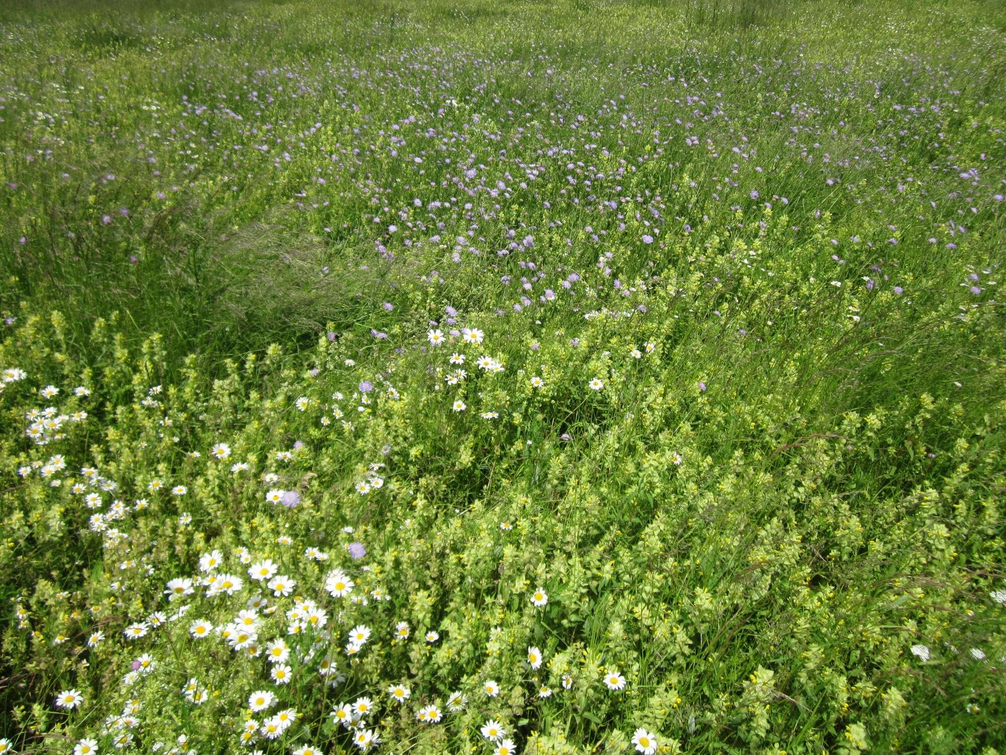 Слика од Knautia arvensis (L.) Coulter