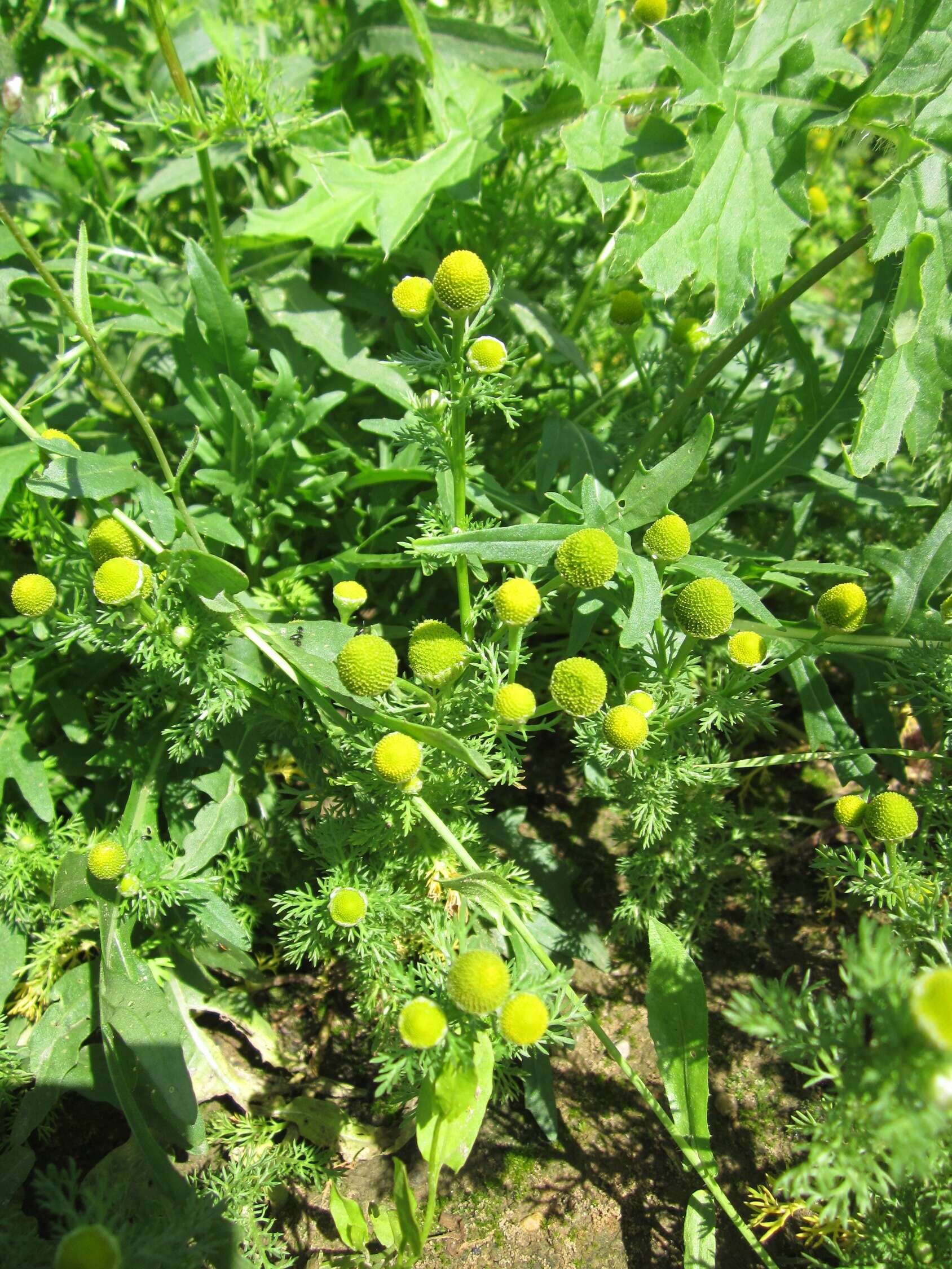 Image of disc mayweed