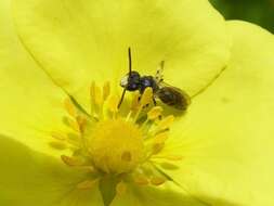 Image of Hyaline Masked Bee