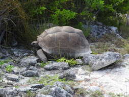 Image of Aldabrachelys