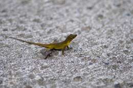 Image of Leopard Anole