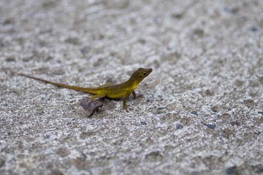 Image of Leopard Anole