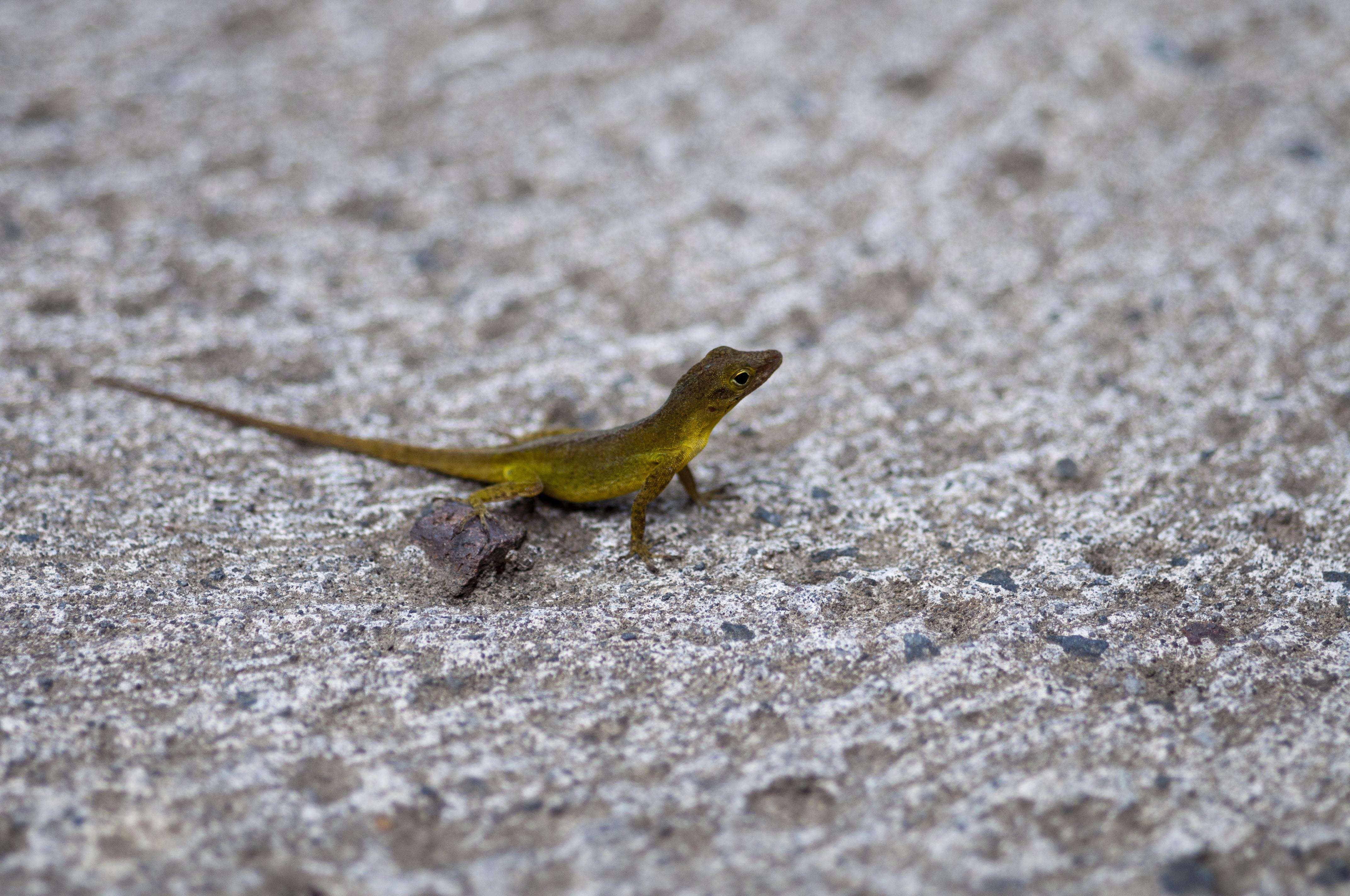 Image of Leopard Anole