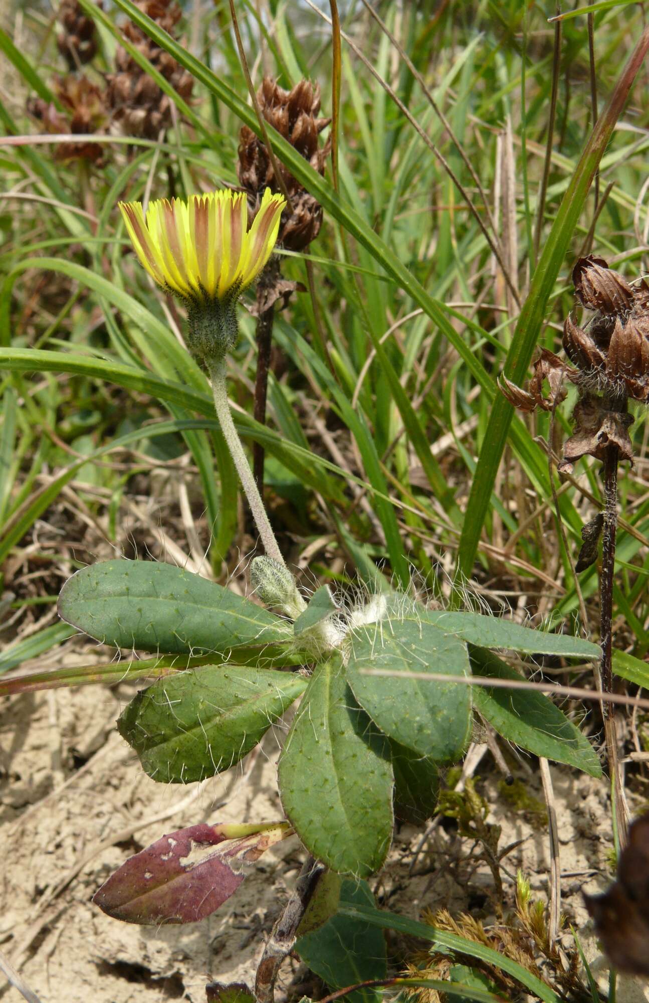 Image of Mouse-ear-hawkweed