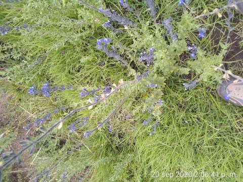 Imagem de Salvia chamaedryoides Cav.