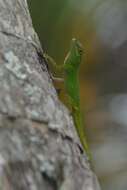 Image de Anolis distichus Cope 1861