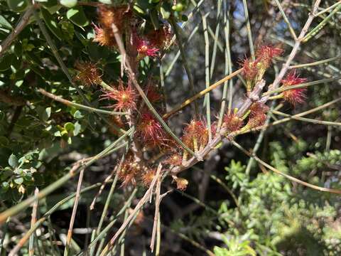 Image of Allocasuarina distyla (Vent.) L. A. S. Johnson