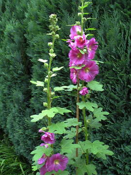 Image of hollyhock