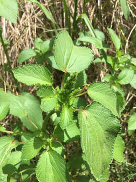 Imagem de Acalypha persimilis Müll. Arg.