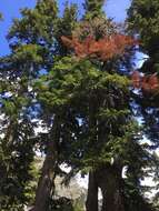 Image of Cascade Fir