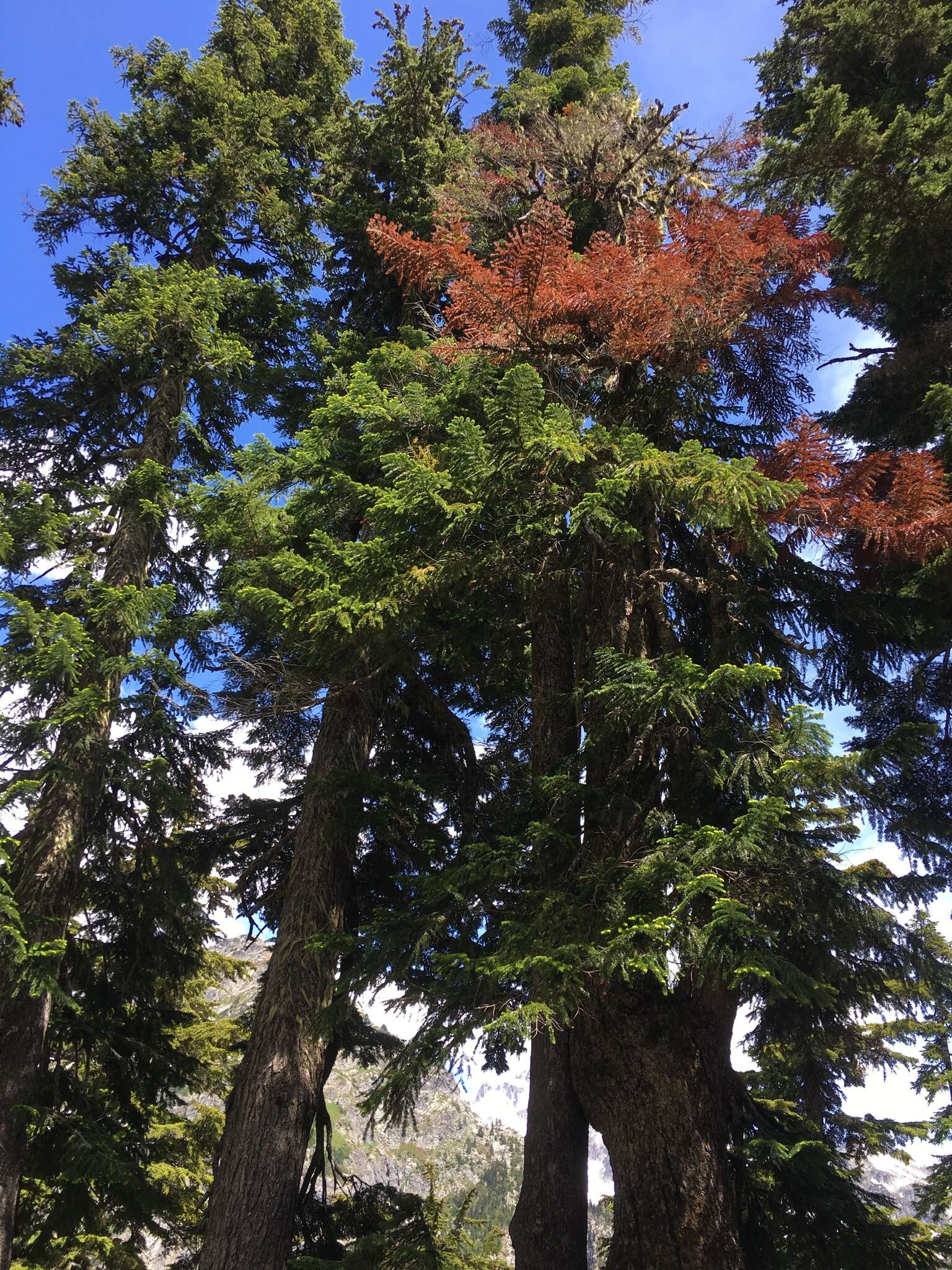 Image of Cascade Fir