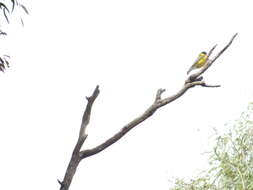 Imagem de Pachycephala pectoralis glaucura Gould 1845