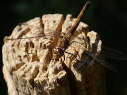 Image of Common Darter