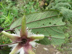 Image de Passiflora tatei Killip & Rusby