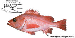 Image of Aurora rockfish