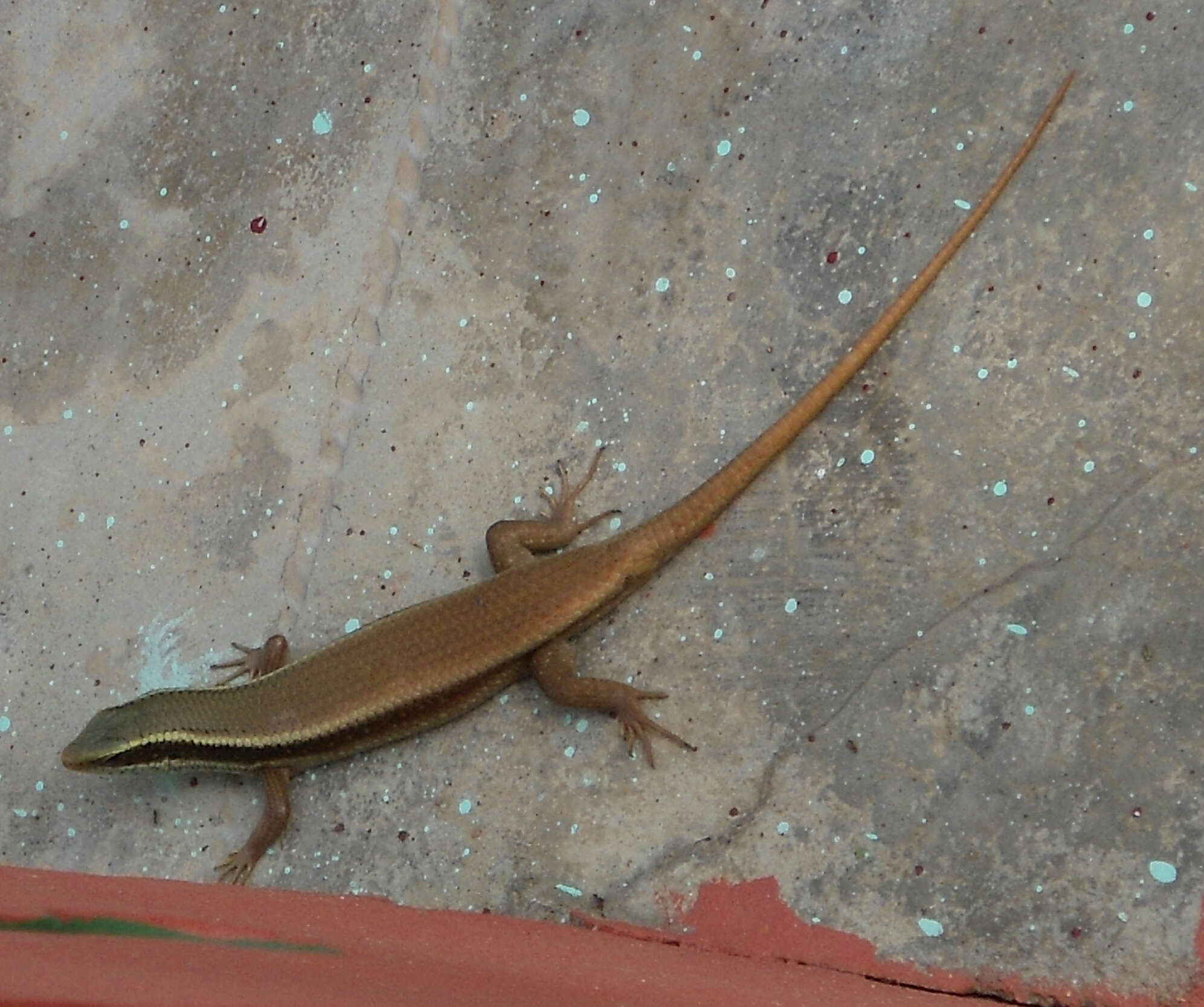 Image of Allapalli Grass Skink